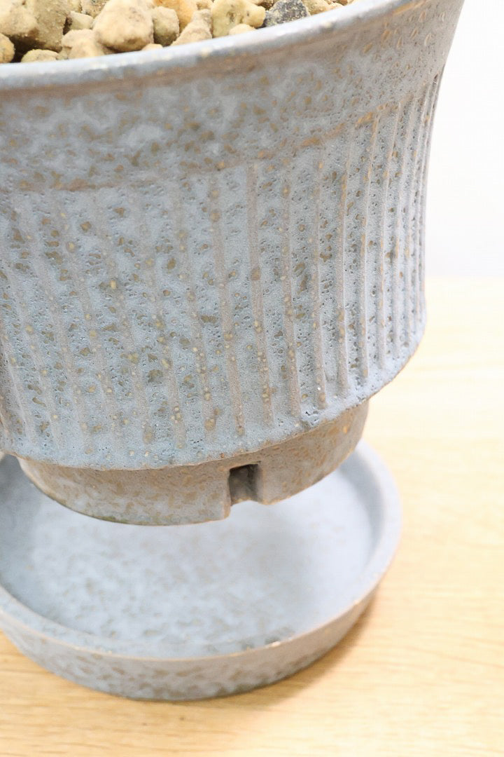 【ジャマイカ】和テイストでかわいいミニサイズ!幹は個性的に仕立てていますので、見応えもありますよ!