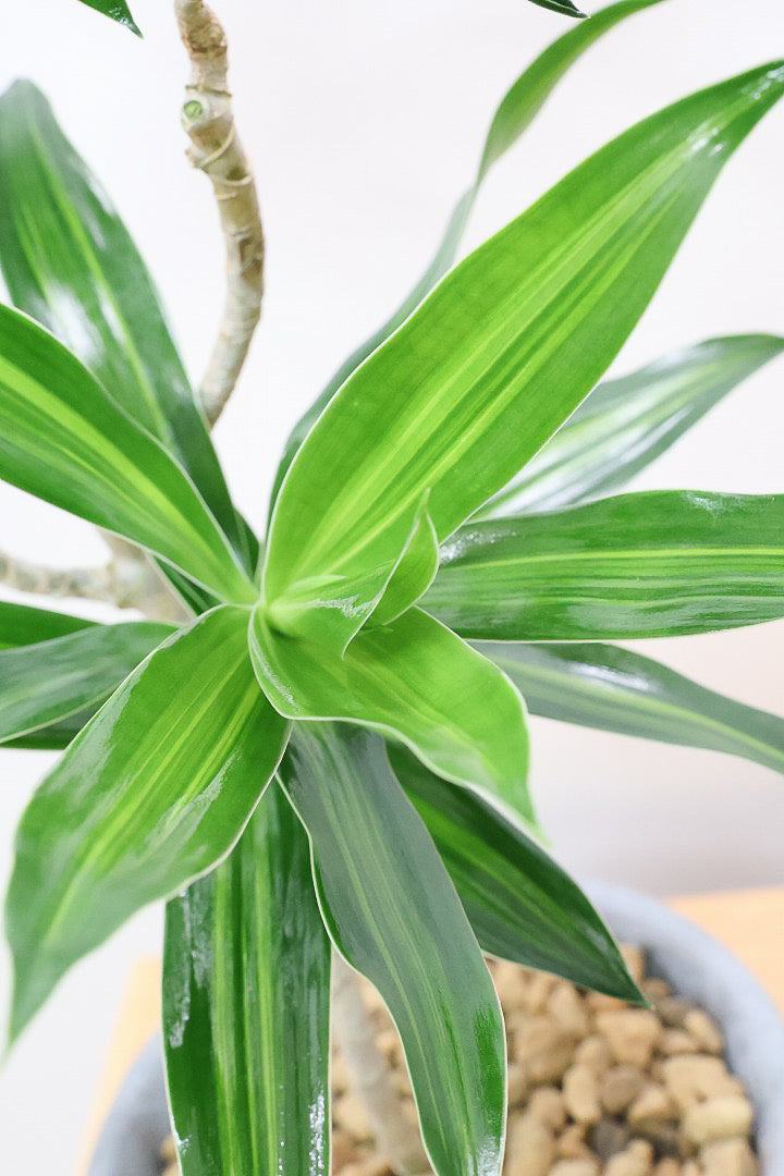 【ジャマイカ】和テイストでかわいいミニサイズ!幹は個性的に仕立てていますので、見応えもありますよ!