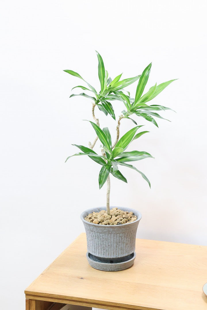 【ジャマイカ】和テイストでかわいいミニサイズ!幹は個性的に仕立てていますので、見応えもありますよ!