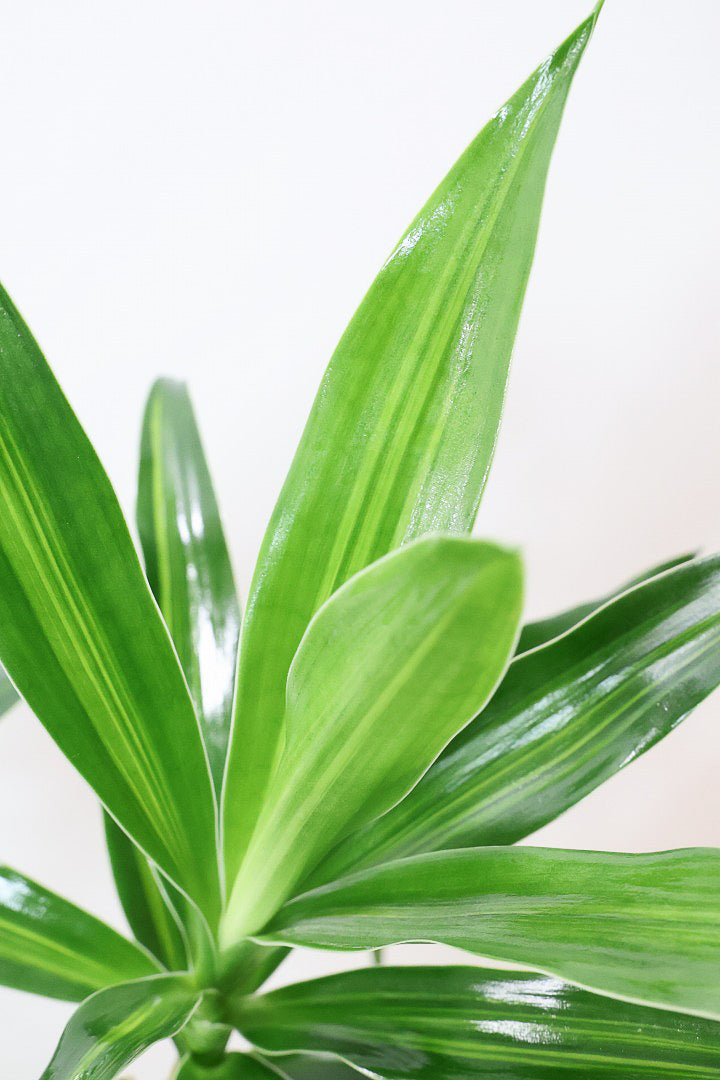 【ジャマイカ】和テイストでかわいいミニサイズ!幹は個性的に仕立てていますので、見応えもありますよ!