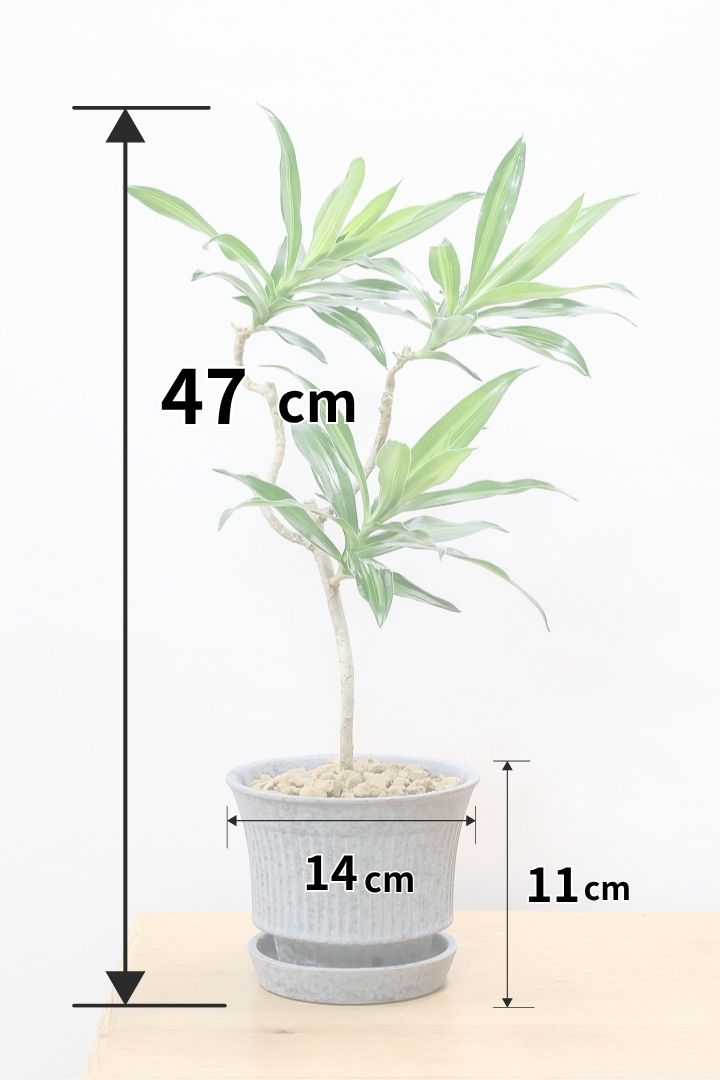 【ジャマイカ】和テイストでかわいいミニサイズ!幹は個性的に仕立てていますので、見応えもありますよ!