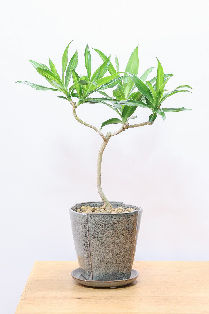 【ジャマイカ】シンプルでかわいいミニサイズ!幹は個性的に仕立てていますので、見応えもありますよ!