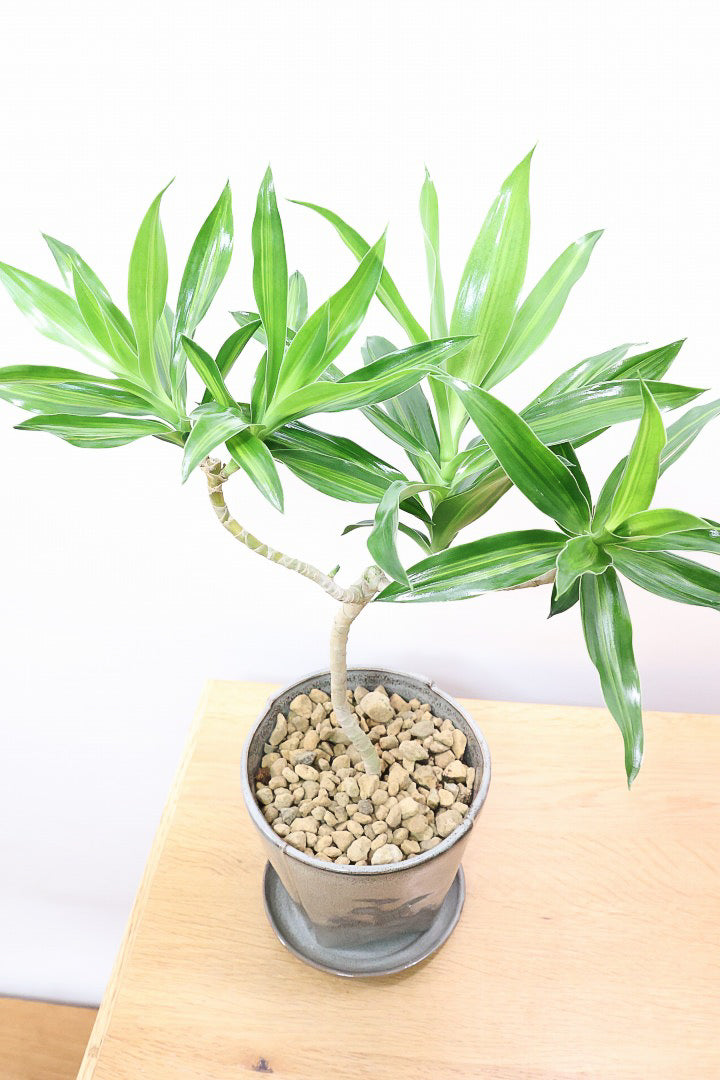 【ジャマイカ】シンプルでかわいいミニサイズ!幹は個性的に仕立てていますので、見応えもありますよ!