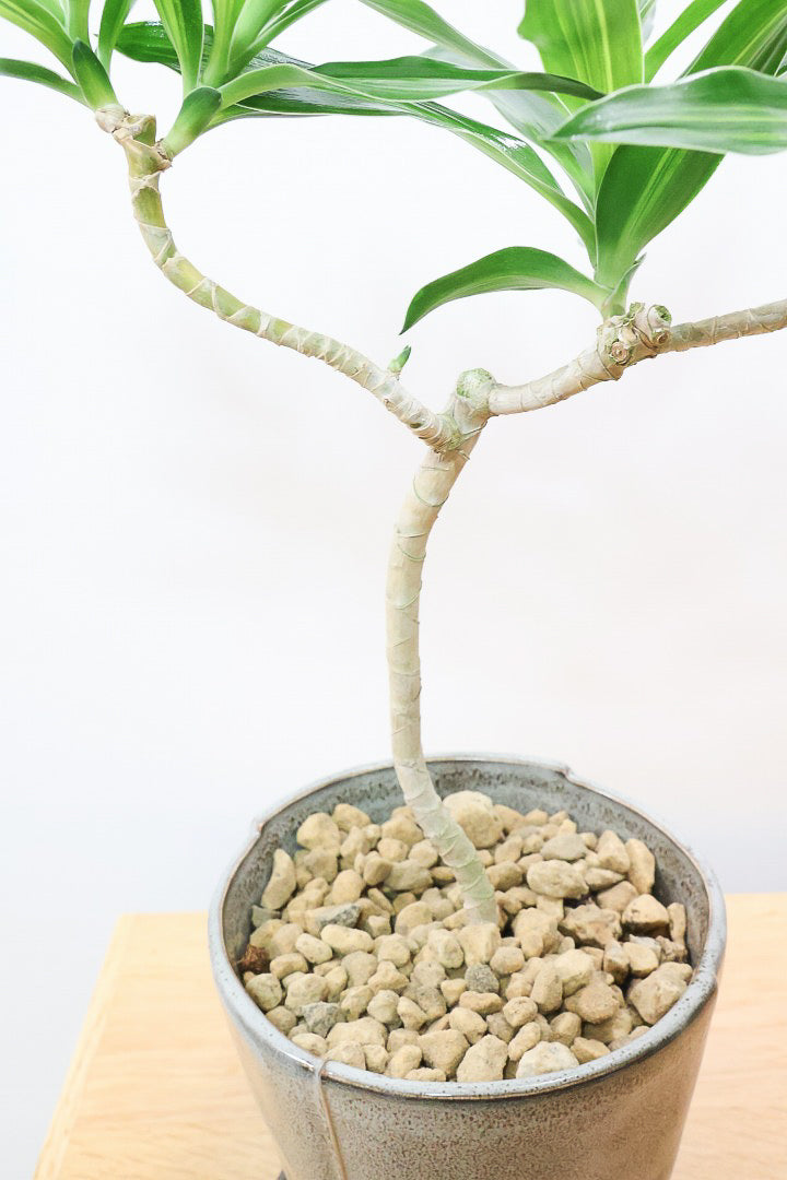 【ジャマイカ】シンプルでかわいいミニサイズ!幹は個性的に仕立てていますので、見応えもありますよ!