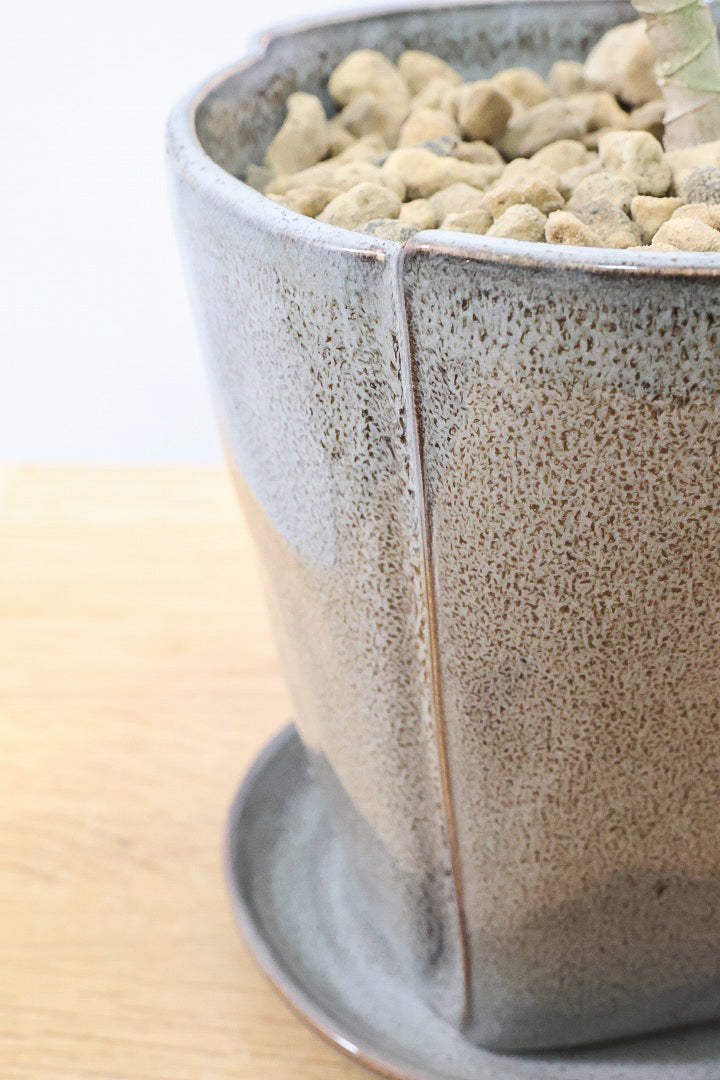 【ジャマイカ】シンプルでかわいいミニサイズ!幹は個性的に仕立てていますので、見応えもありますよ!