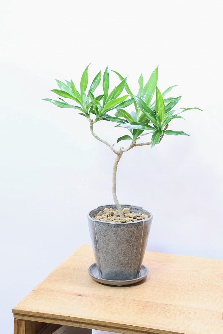 【ジャマイカ】シンプルでかわいいミニサイズ!幹は個性的に仕立てていますので、見応えもありますよ!