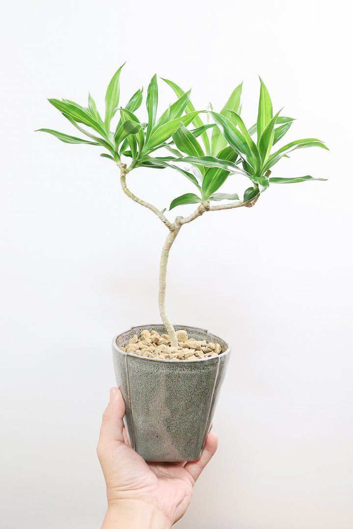 【ジャマイカ】シンプルでかわいいミニサイズ!幹は個性的に仕立てていますので、見応えもありますよ!