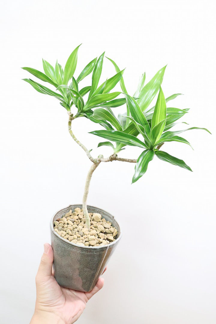 【ジャマイカ】シンプルでかわいいミニサイズ!幹は個性的に仕立てていますので、見応えもありますよ!