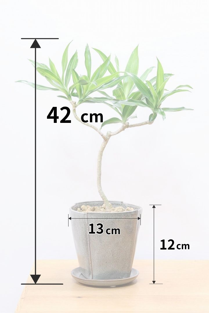 【ジャマイカ】シンプルでかわいいミニサイズ!幹は個性的に仕立てていますので、見応えもありますよ!
