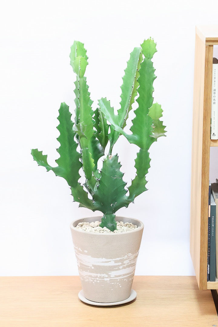 ユービックREVANTER グリーン