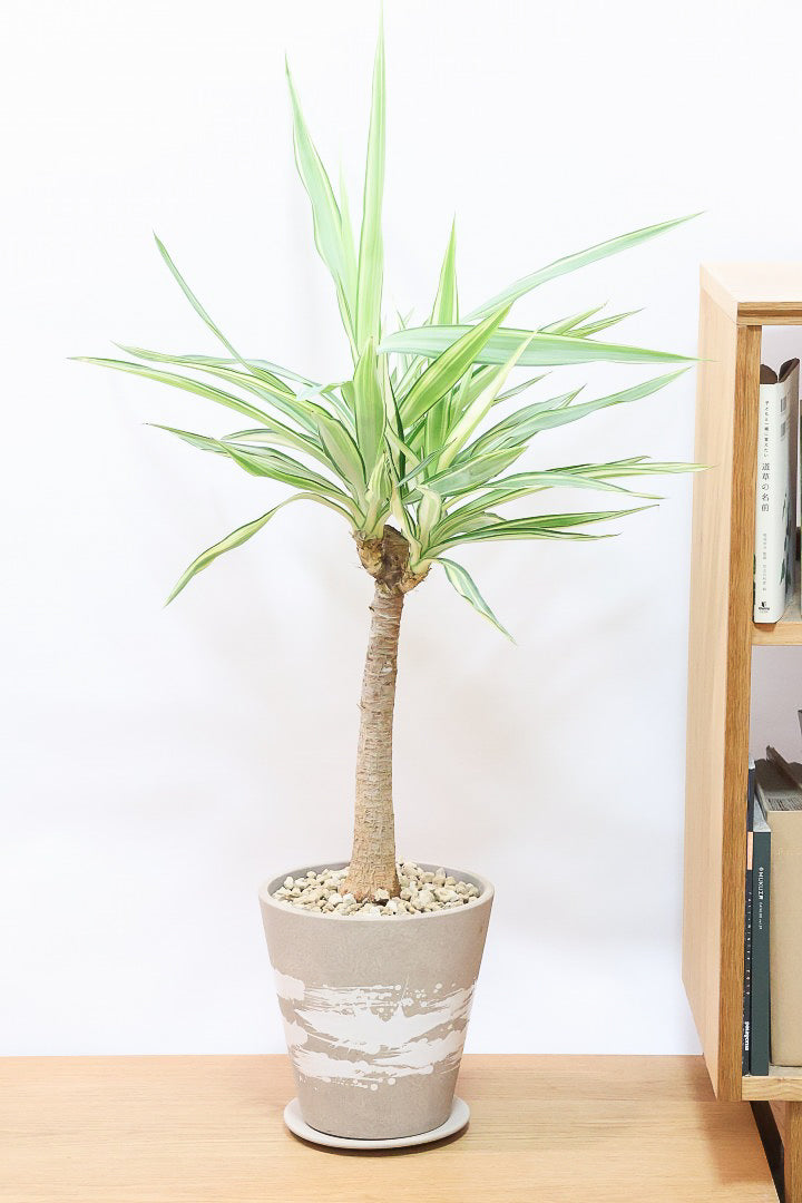 ⚜️ダイコン⚜️ ユッカ　エレファンティペス　バリエガータ　斑入り　2 Spineless Yucca variegata ユッカ エレファンティペス バリエガータ I