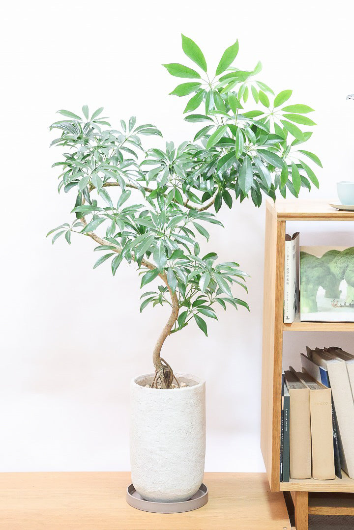 シェフレラ コンパクタIV60573| 観葉植物の通信販売 | APEGO