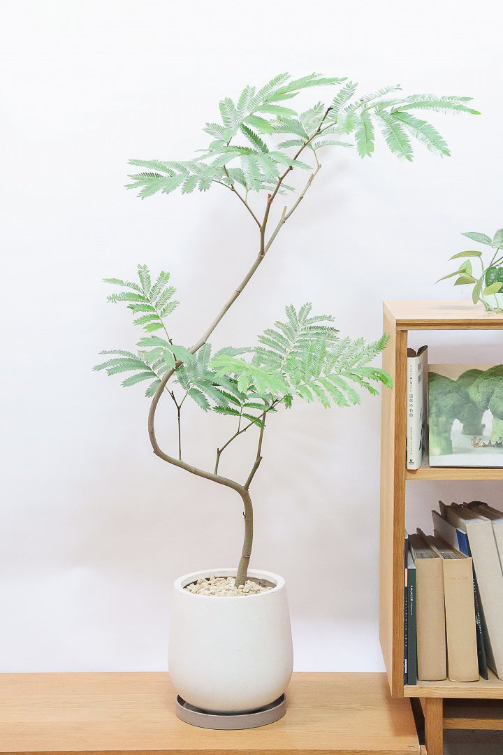 エバーフレッシュIV60574| 観葉植物の通信販売 | APEGO(アペーゴ)