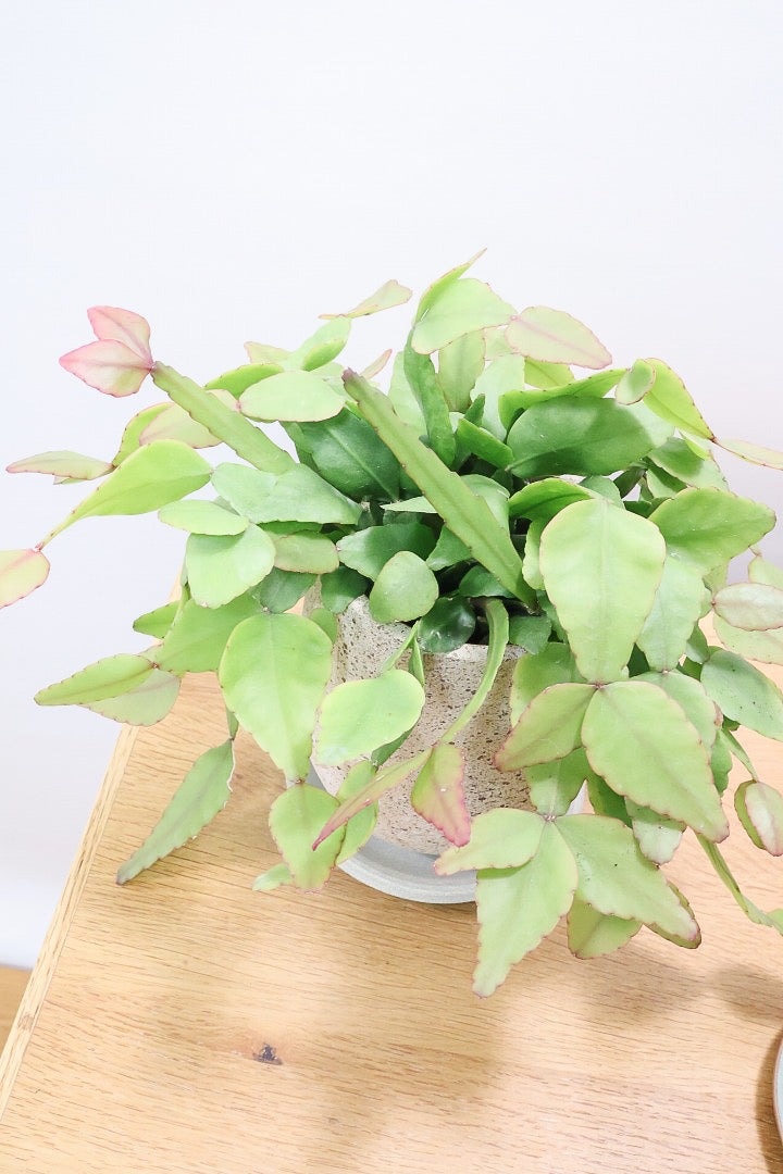 【リプサリス エリプティカ】大ぶりのかわいい葉っぱが詰まったフォルム!お花も咲いちゃう可愛いサボテンです!