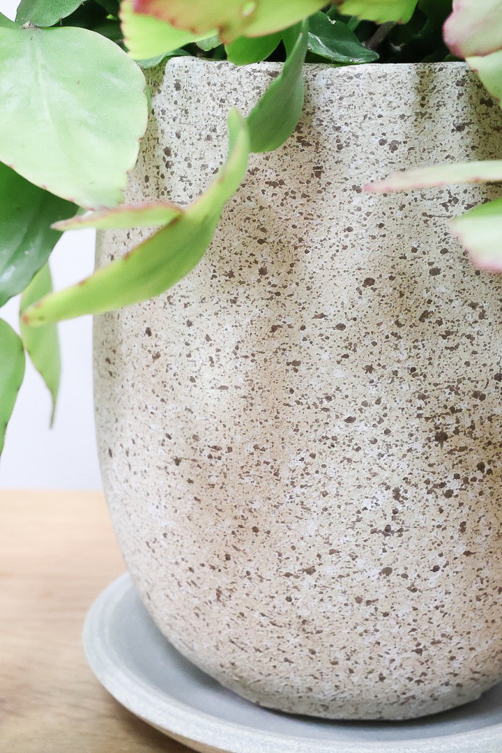 【リプサリス エリプティカ】大ぶりのかわいい葉っぱが詰まったフォルム!お花も咲いちゃう可愛いサボテンです!