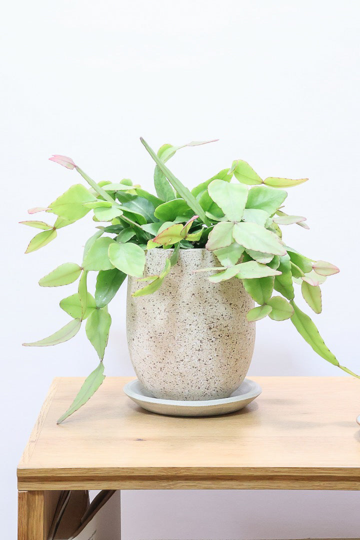 【リプサリス エリプティカ】大ぶりのかわいい葉っぱが詰まったフォルム!お花も咲いちゃう可愛いサボテンです!