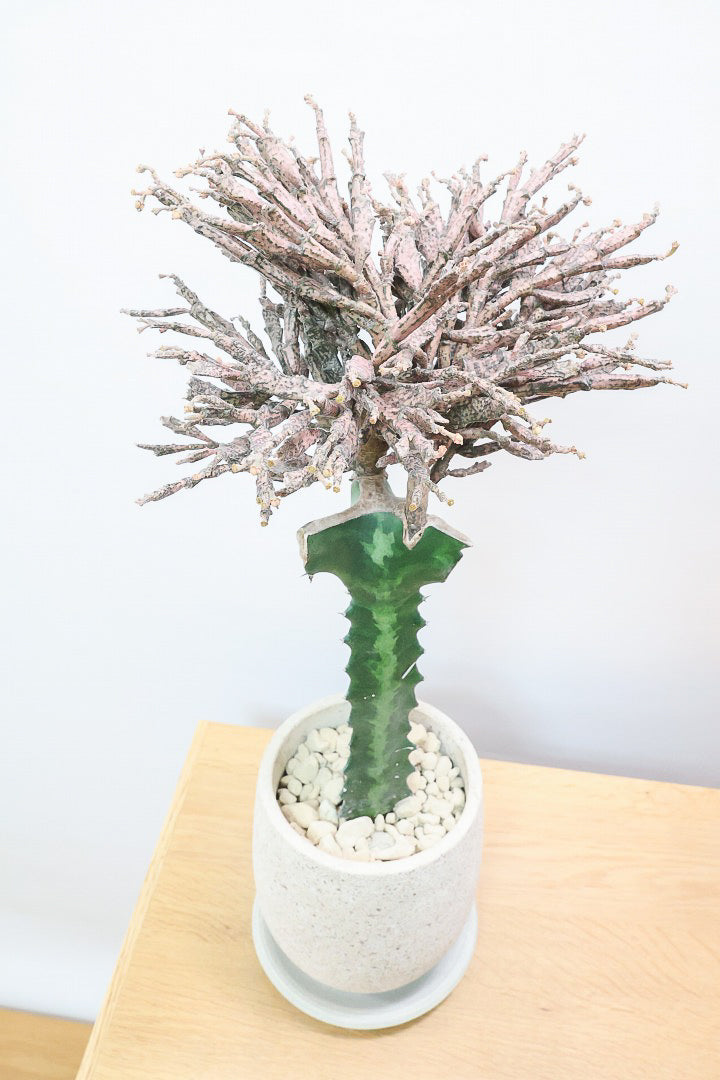 【ユーフォルビア プラティクラーダ】通称ゾンビプランツ!個性的なフォルムの多肉植物。希少な観葉植物!