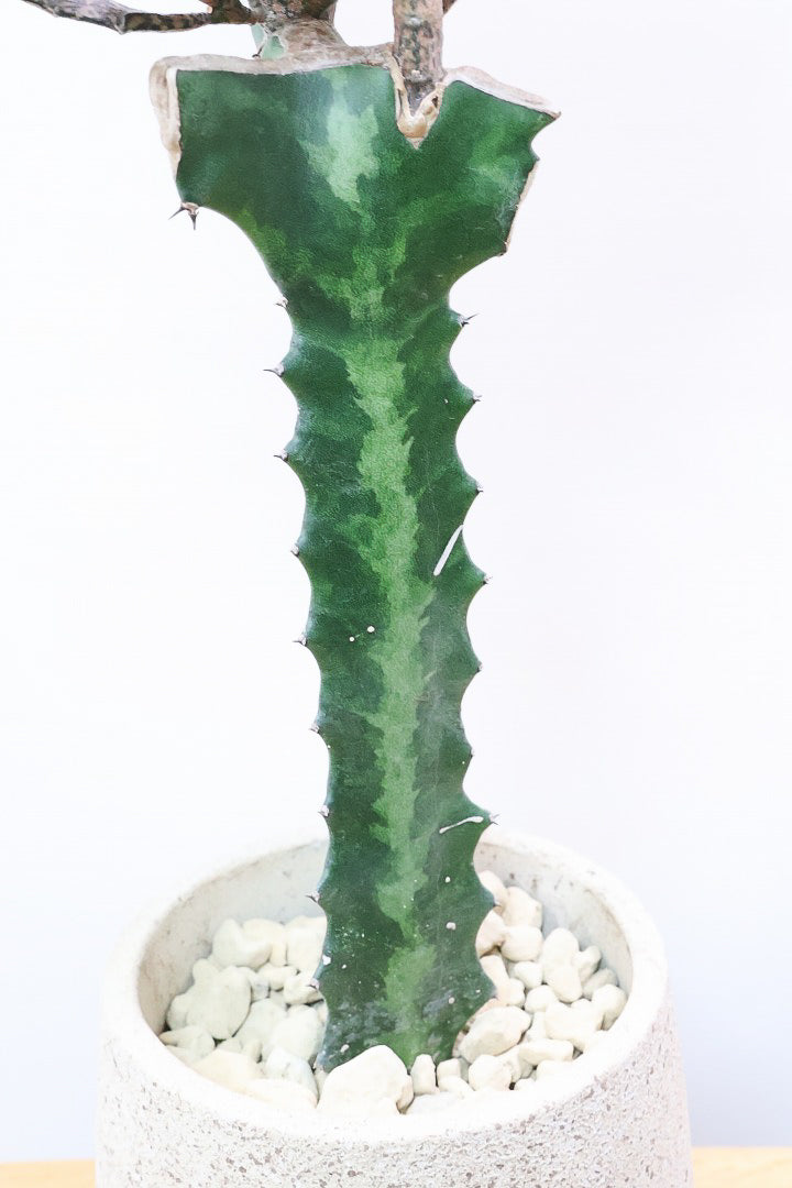 【ユーフォルビア プラティクラーダ】通称ゾンビプランツ!個性的なフォルムの多肉植物。希少な観葉植物!