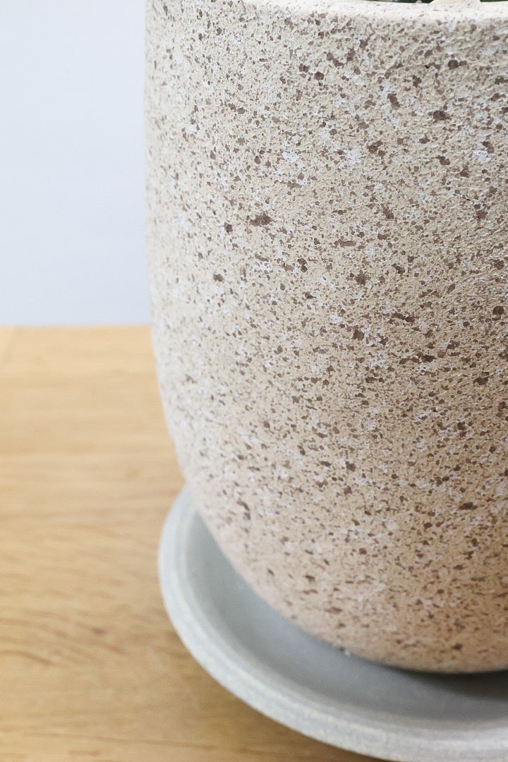 【ユーフォルビア プラティクラーダ】通称ゾンビプランツ!個性的なフォルムの多肉植物。希少な観葉植物!