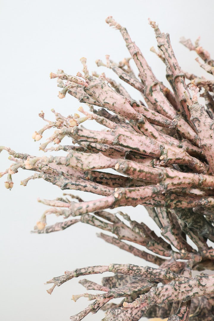 【ユーフォルビア プラティクラーダ】通称ゾンビプランツ!個性的なフォルムの多肉植物。希少な観葉植物!