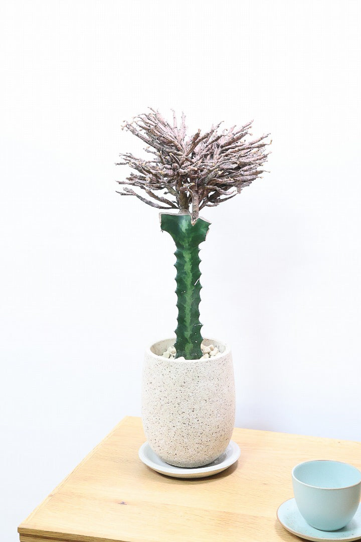 【ユーフォルビア プラティクラーダ】通称ゾンビプランツ!個性的なフォルムの多肉植物。希少な観葉植物!