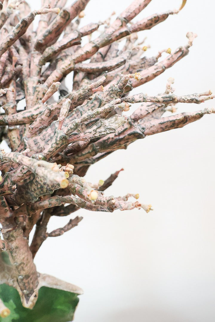 【ユーフォルビア プラティクラーダ】通称ゾンビプランツ!個性的なフォルムの多肉植物。希少な観葉植物!