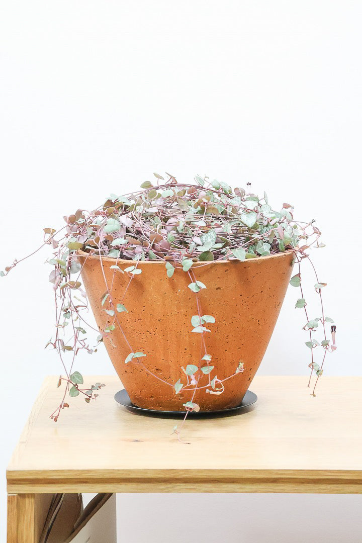 【ハートカズラ】超ロング!かわいいハートの葉。育てやすく水やりが少なくてい多肉植物です!!