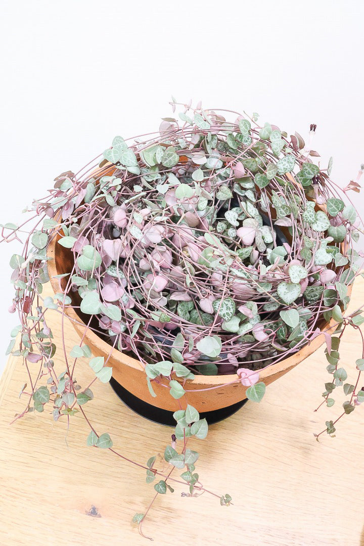 【ハートカズラ】超ロング!かわいいハートの葉。育てやすく水やりが少なくてい多肉植物です!!