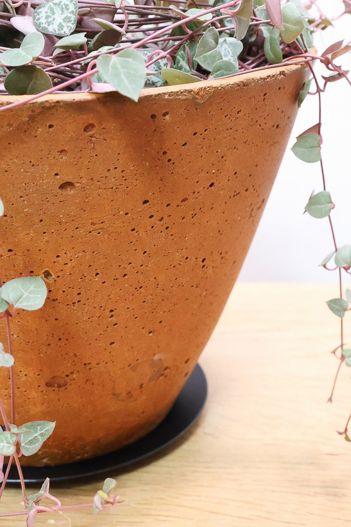 【ハートカズラ】超ロング!かわいいハートの葉。育てやすく水やりが少なくてい多肉植物です!!