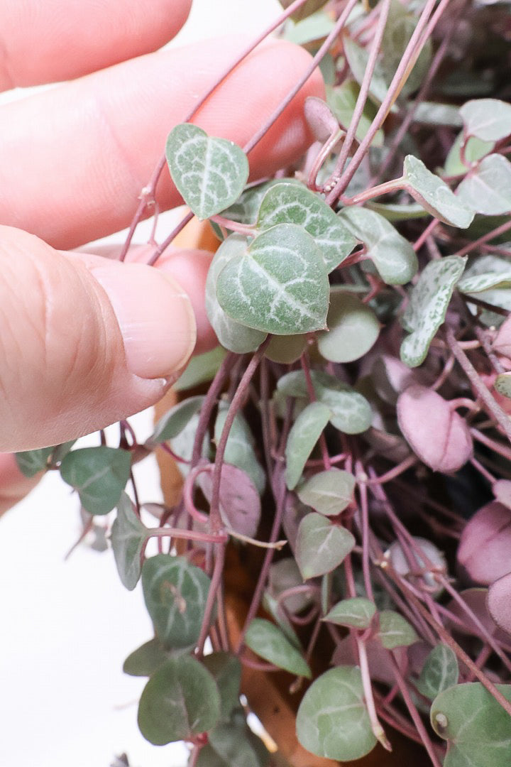 【ハートカズラ】超ロング!かわいいハートの葉。育てやすく水やりが少なくてい多肉植物です!!