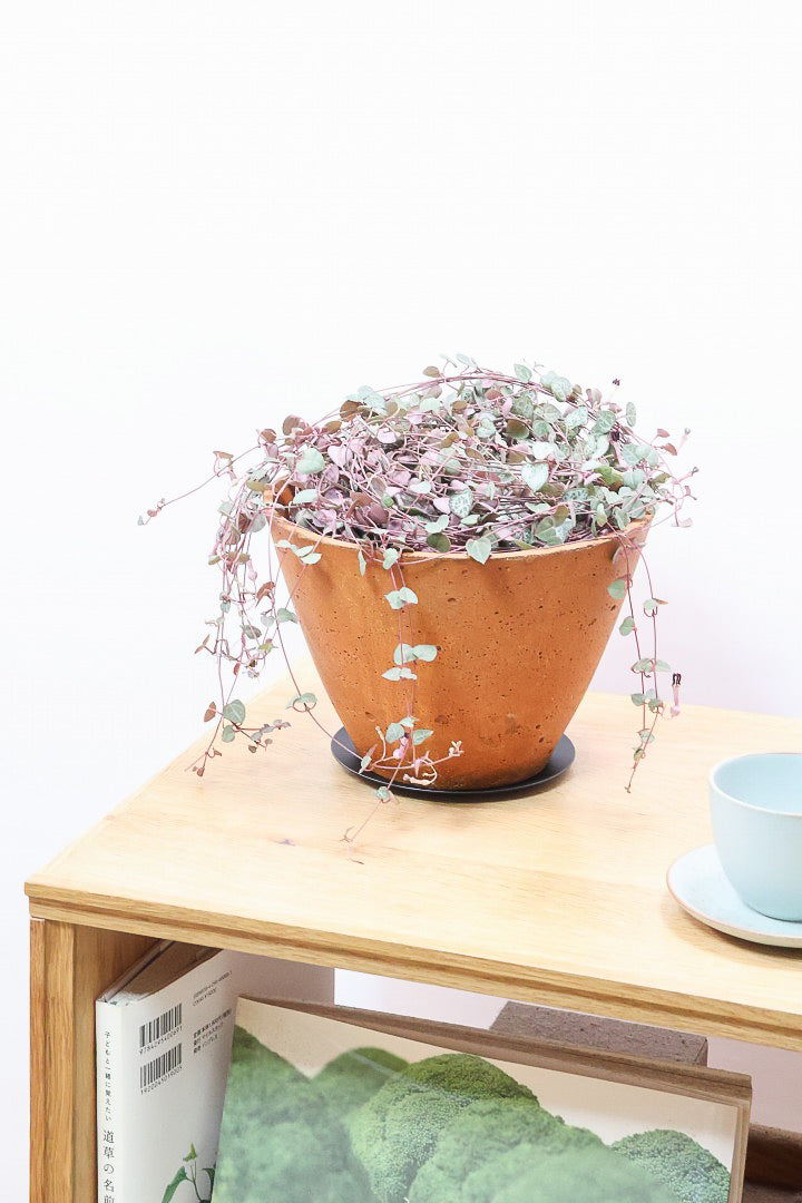 【ハートカズラ】超ロング!かわいいハートの葉。育てやすく水やりが少なくてい多肉植物です!!