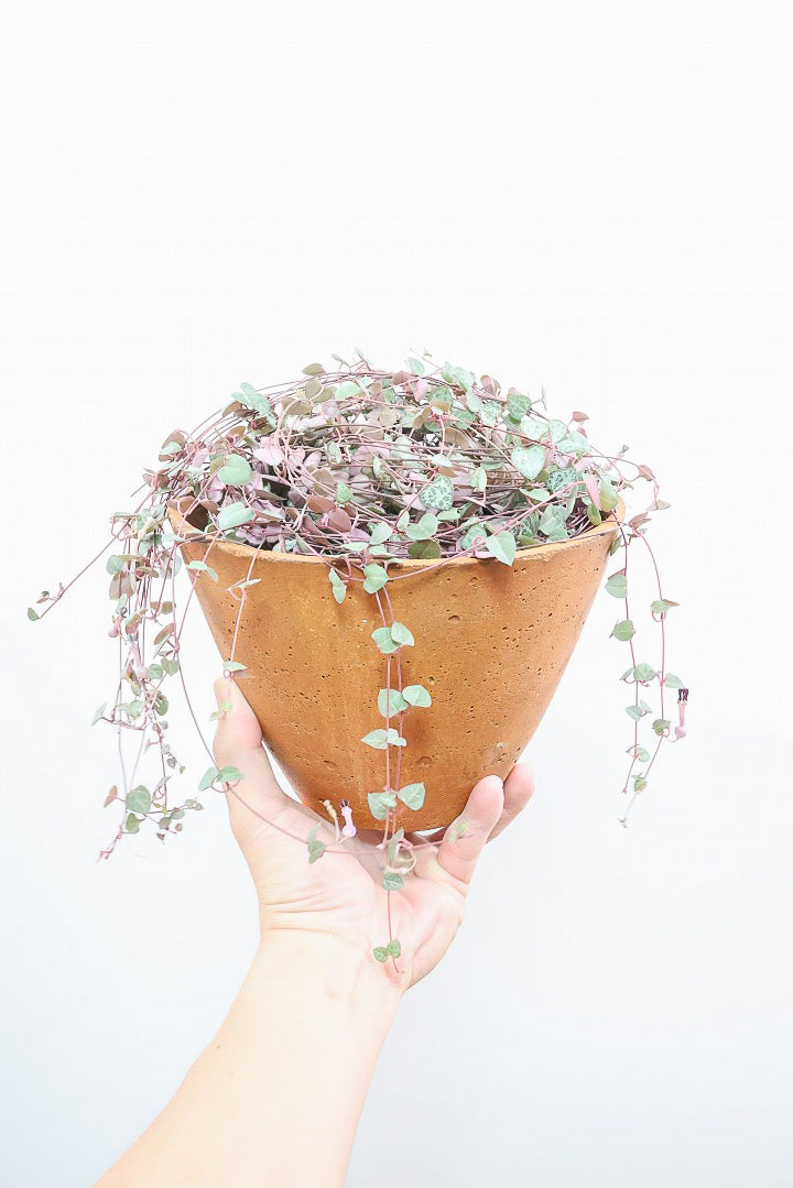 【ハートカズラ】超ロング!かわいいハートの葉。育てやすく水やりが少なくてい多肉植物です!!