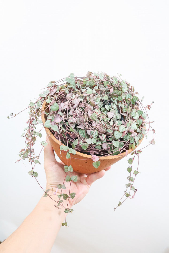 【ハートカズラ】超ロング!かわいいハートの葉。育てやすく水やりが少なくてい多肉植物です!!