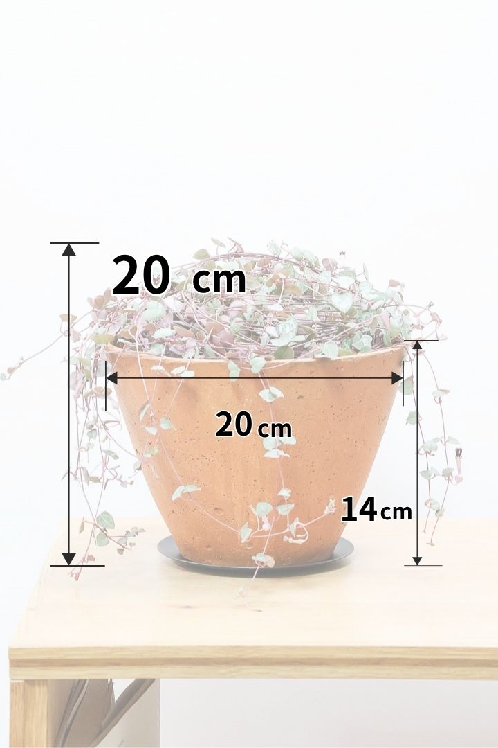 【ハートカズラ】超ロング!かわいいハートの葉。育てやすく水やりが少なくてい多肉植物です!!