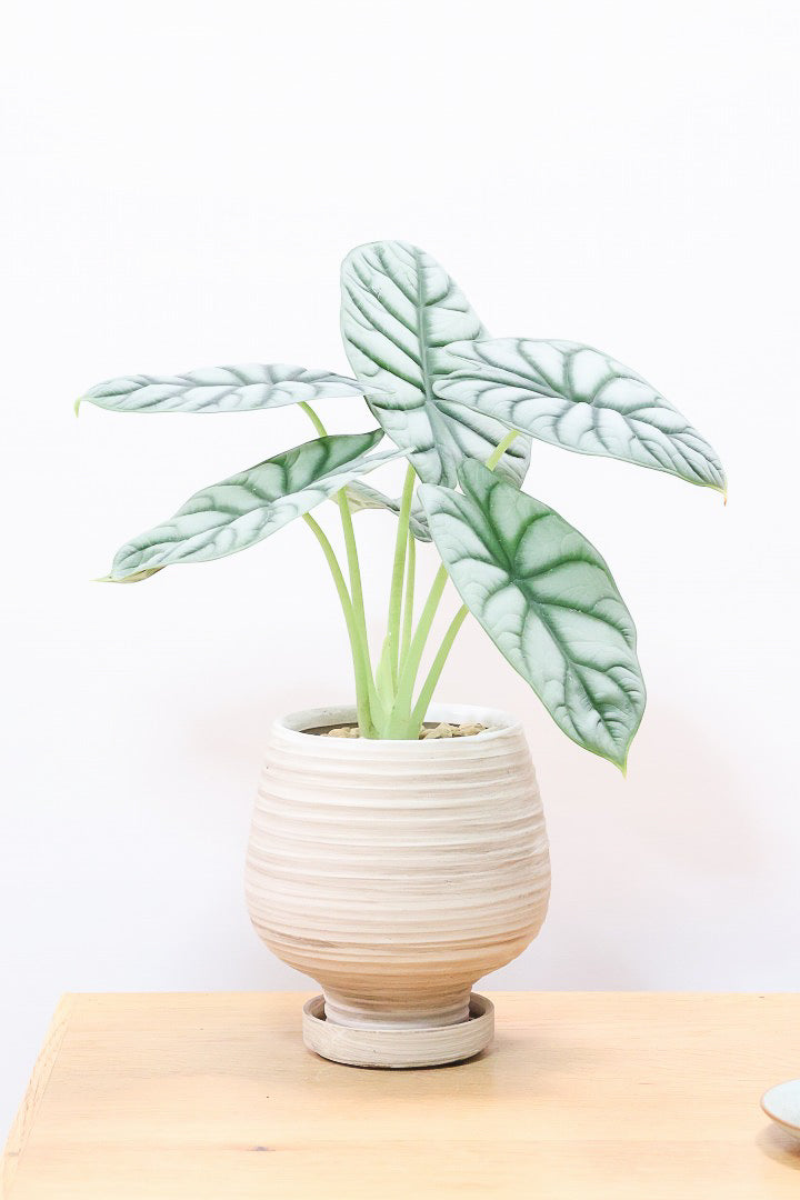 極斑 アロカシア シルバードラゴン アルボ アロカシア シルバードラゴンWIV60586観葉植物の通信販売