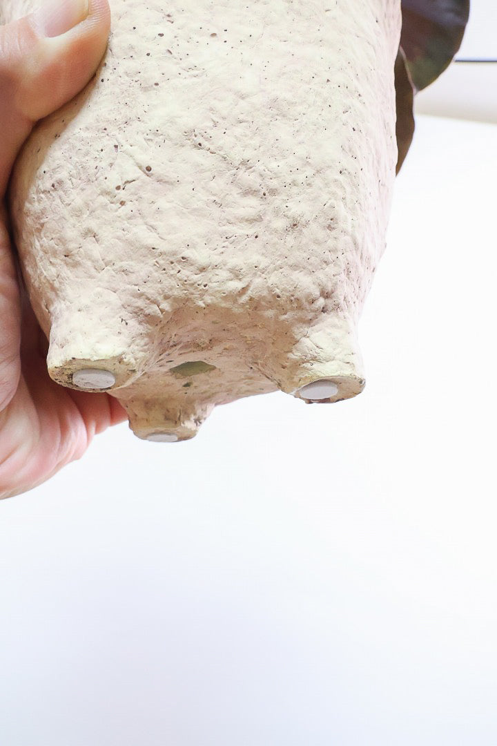 【カラテア ロージー】まるで花束のような美しい草姿。葉色がとてもイイ感じに出ていますのでおススメです!