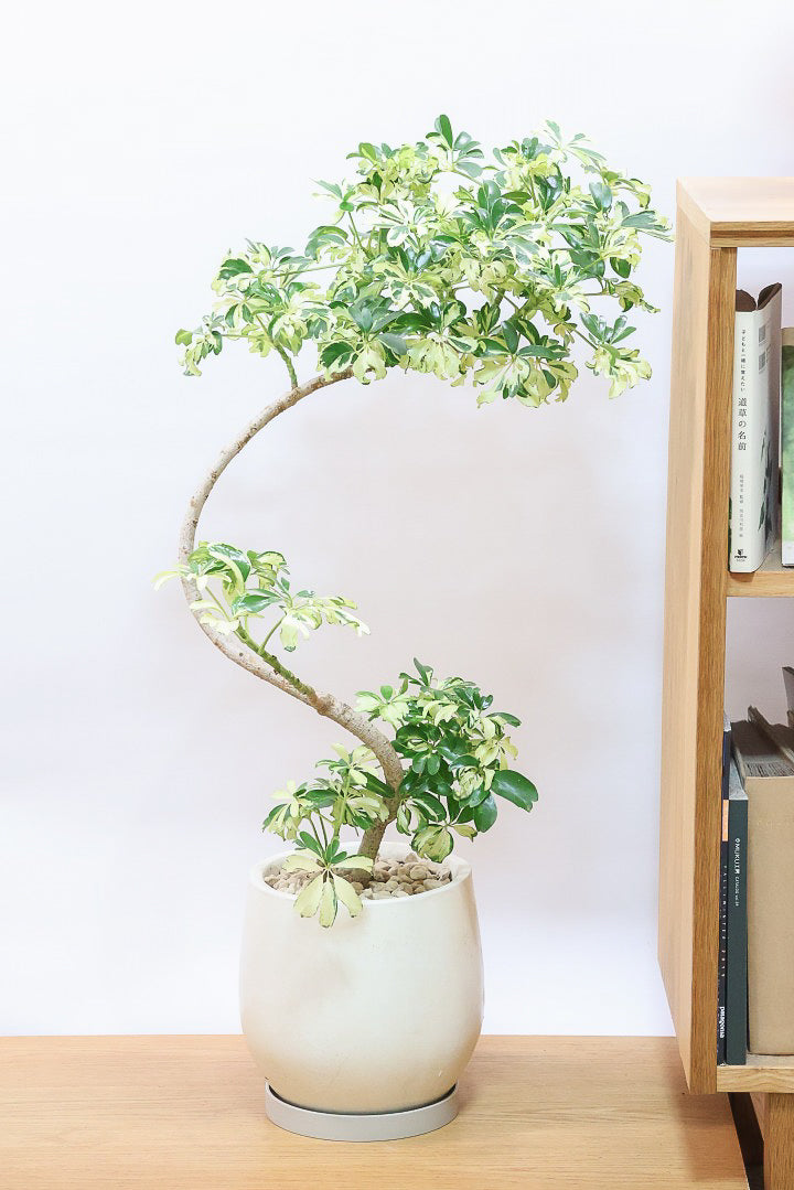 洋書植物 ENCYCLOPEDIA OF FLOWERS Ⅴ 植物図鑑｜青幻舎 SEIGENSHA Art