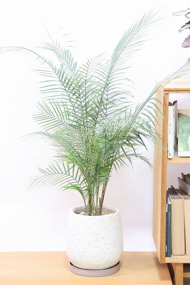 ブラジルヒメヤシIV60596| 観葉植物の通信販売 | APEGO(アペーゴ)