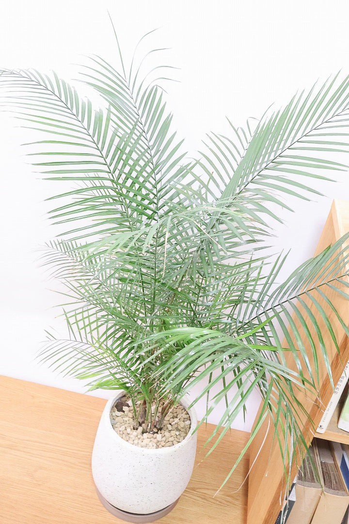 【ブラジルヒメヤシ】漢字で書くと姫椰子。葉が細くて女性らしいしなやかなヤシ。葉には光沢があり上品な印象です!
