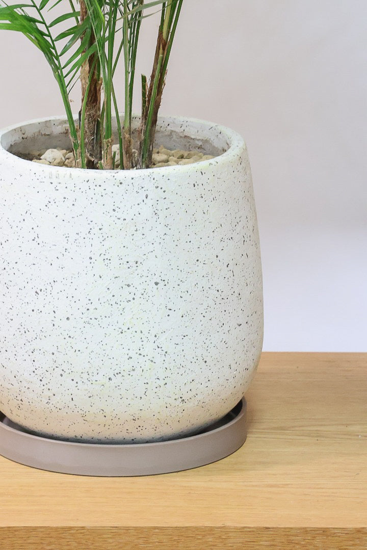 【ブラジルヒメヤシ】漢字で書くと姫椰子。葉が細くて女性らしいしなやかなヤシ。葉には光沢があり上品な印象です!