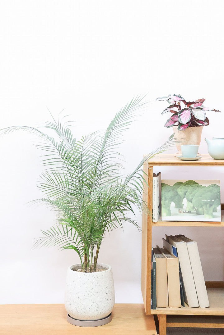 【ブラジルヒメヤシ】漢字で書くと姫椰子。葉が細くて女性らしいしなやかなヤシ。葉には光沢があり上品な印象です!