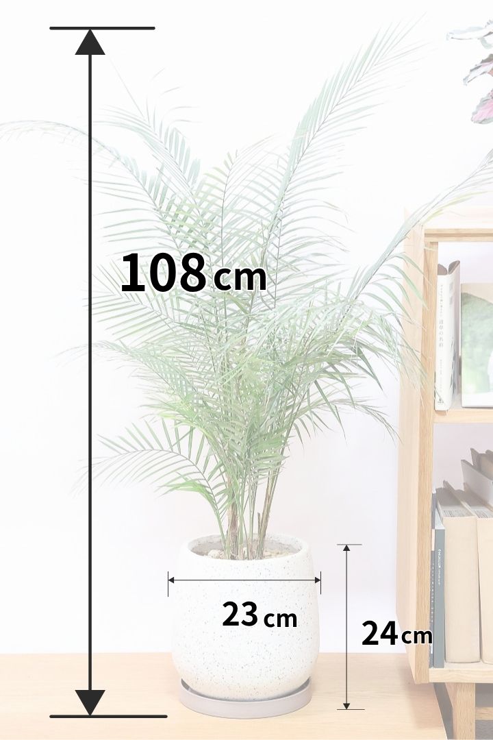 【ブラジルヒメヤシ】漢字で書くと姫椰子。葉が細くて女性らしいしなやかなヤシ。葉には光沢があり上品な印象です!