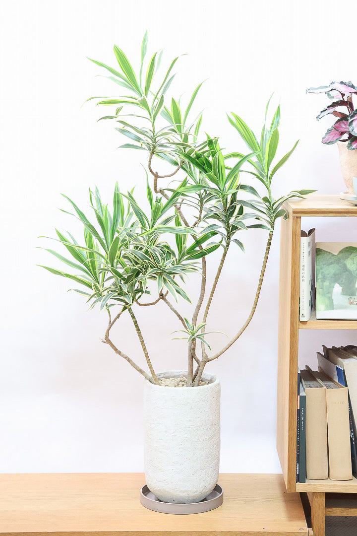 【インディア】スリムでスタイリッシュな樹形!ナチュラルな樹形なのでリビングなどのインテリアにおすすめの観葉植物です!