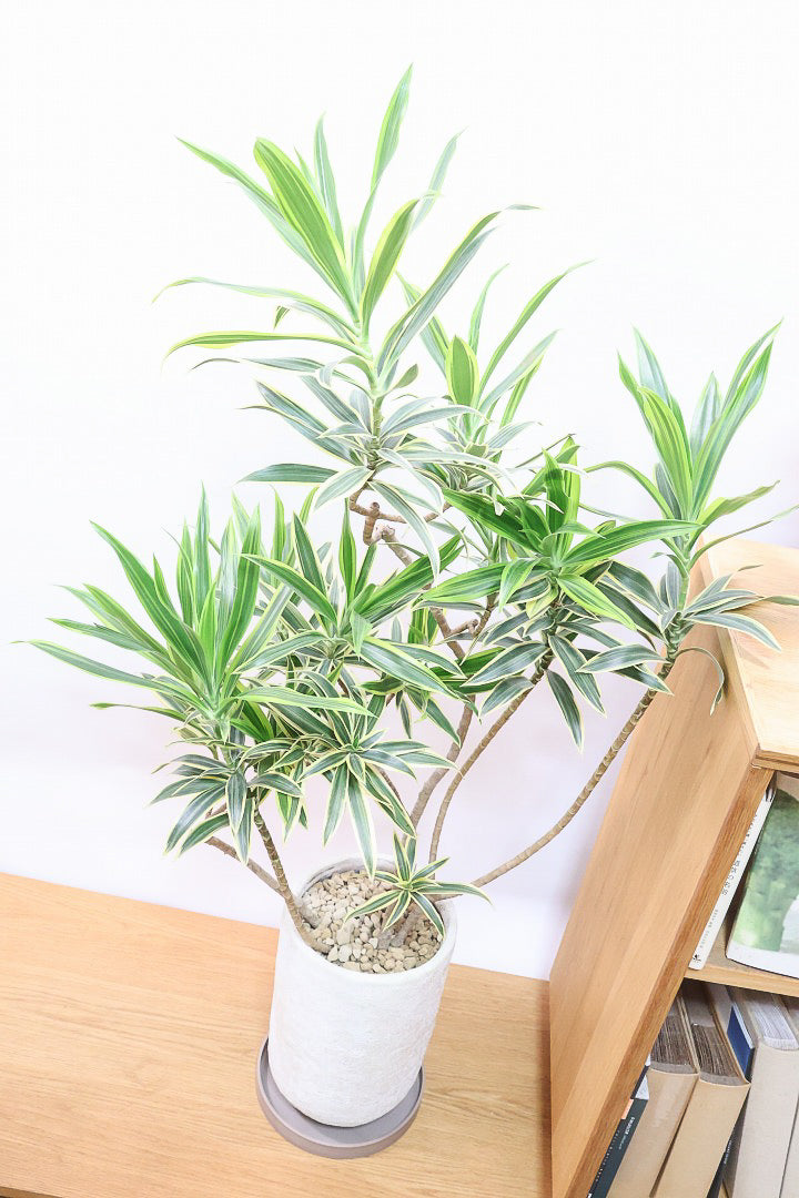 【インディア】スリムでスタイリッシュな樹形!ナチュラルな樹形なのでリビングなどのインテリアにおすすめの観葉植物です!