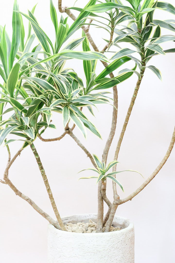 【インディア】スリムでスタイリッシュな樹形!ナチュラルな樹形なのでリビングなどのインテリアにおすすめの観葉植物です!