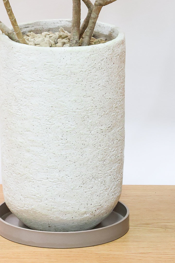 【インディア】スリムでスタイリッシュな樹形!ナチュラルな樹形なのでリビングなどのインテリアにおすすめの観葉植物です!