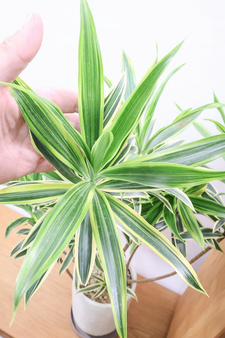 【インディア】スリムでスタイリッシュな樹形!ナチュラルな樹形なのでリビングなどのインテリアにおすすめの観葉植物です!