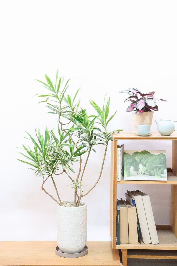 【インディア】スリムでスタイリッシュな樹形!ナチュラルな樹形なのでリビングなどのインテリアにおすすめの観葉植物です!