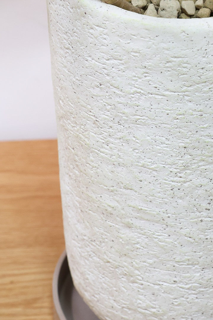 【インディア】スリムでスタイリッシュな樹形!ナチュラルな樹形なのでリビングなどのインテリアにおすすめの観葉植物です!