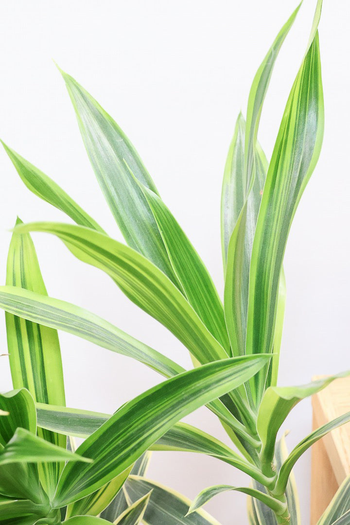 【インディア】スリムでスタイリッシュな樹形!ナチュラルな樹形なのでリビングなどのインテリアにおすすめの観葉植物です!